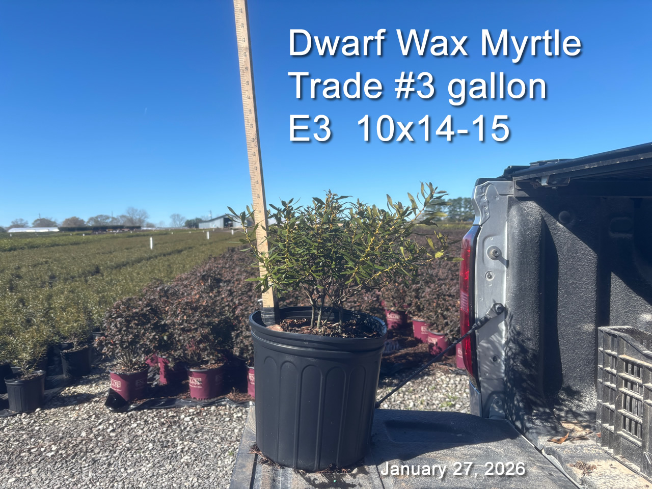 gallery/dwm3t e3 jan27.jpg